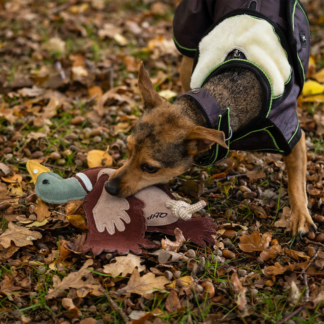 Dog toy collection