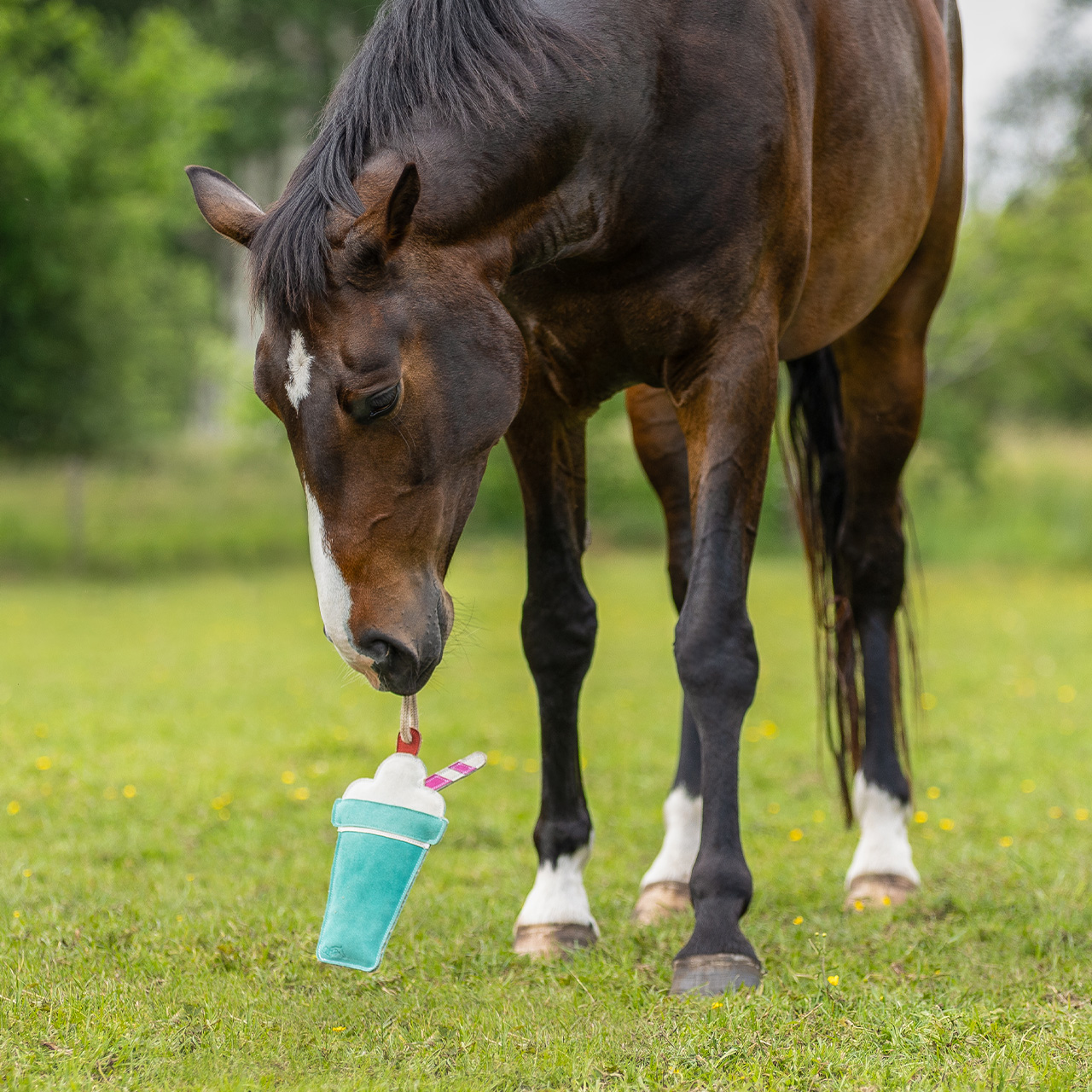 Horse toy Snackcounter