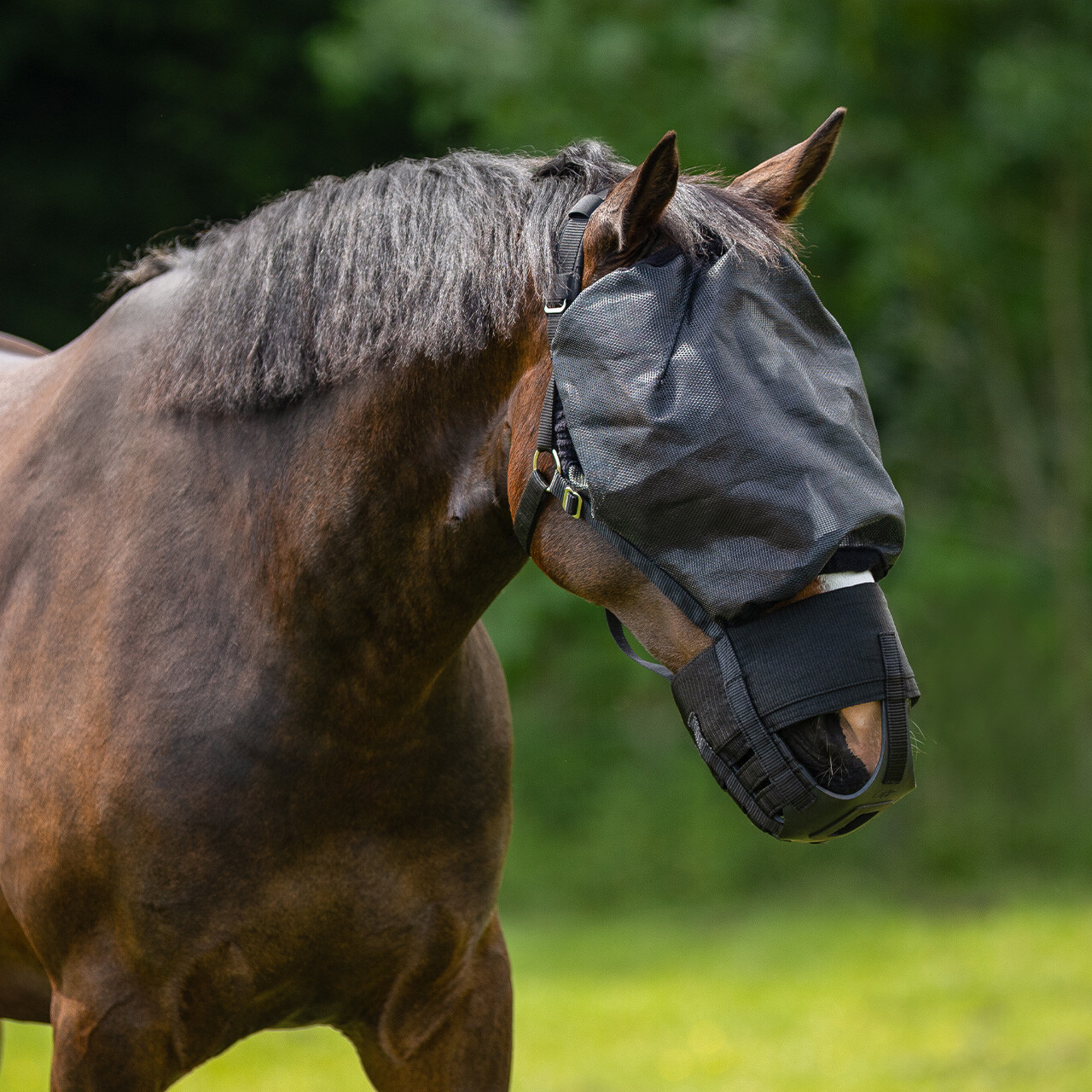Grazemuzzle with fly mask