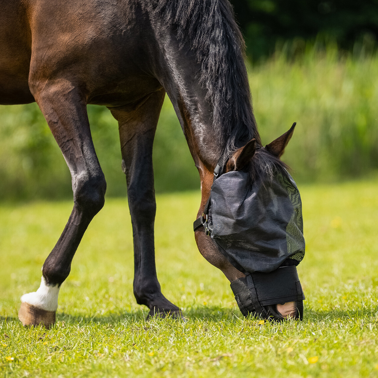 Grazemuzzle with fly mask