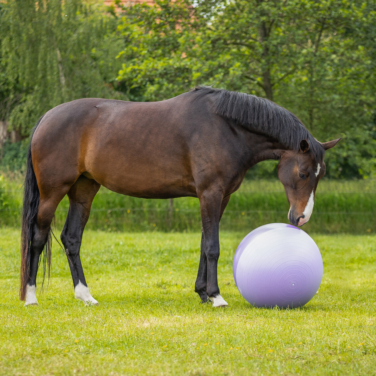 Horse football two-tone