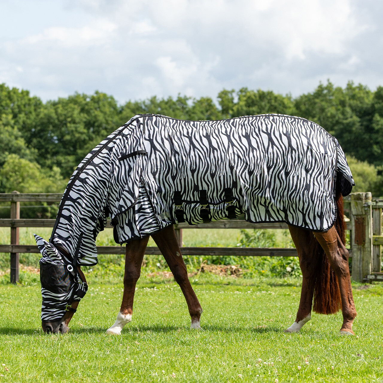 Fly rug with neck and hood