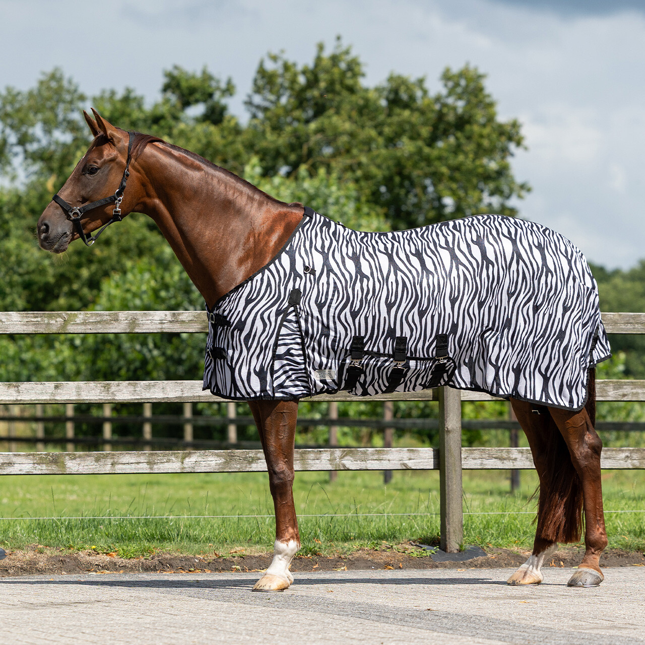 Fly rug with neck and hood