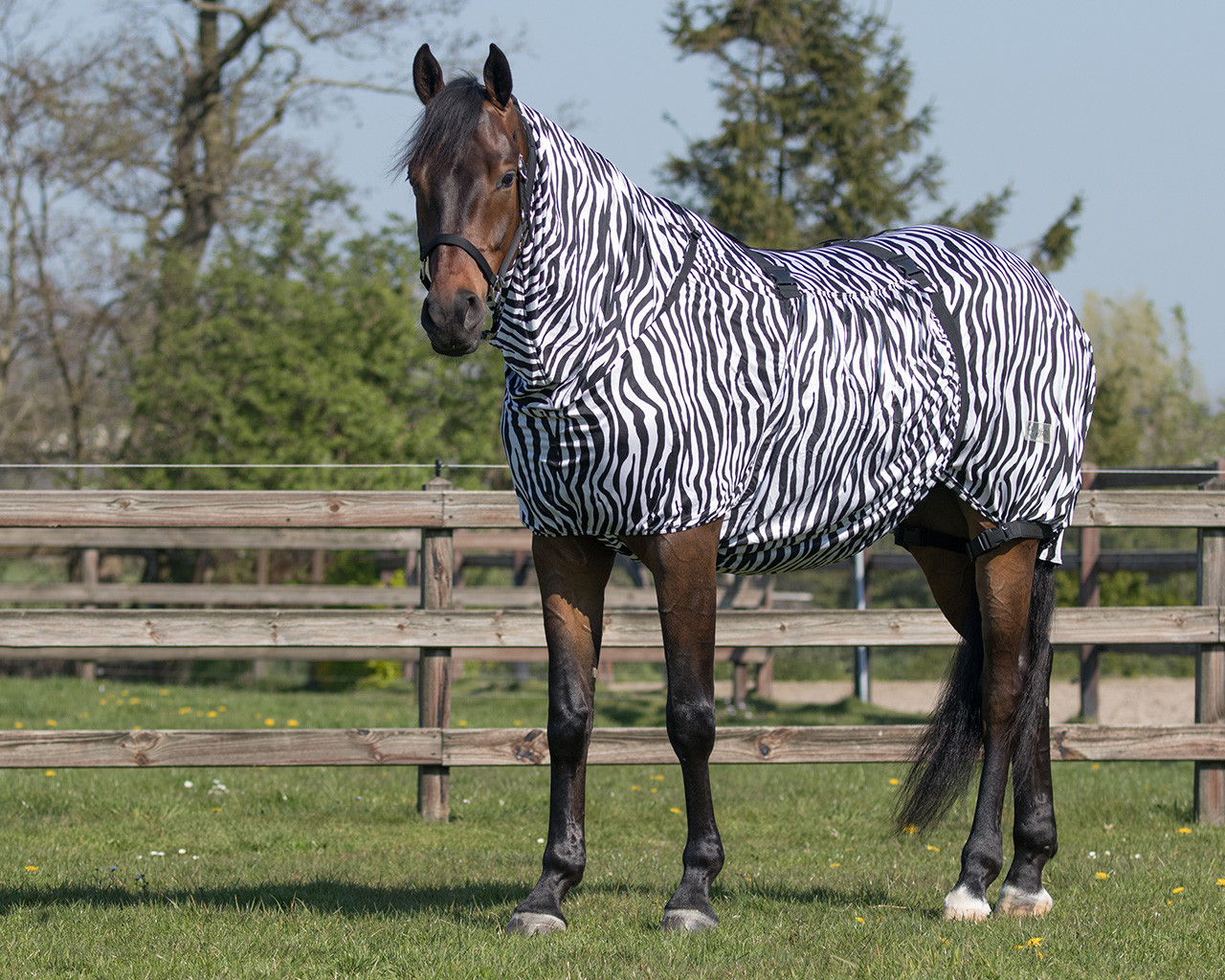 Ekzémová deka  s krkem QHP - zebra