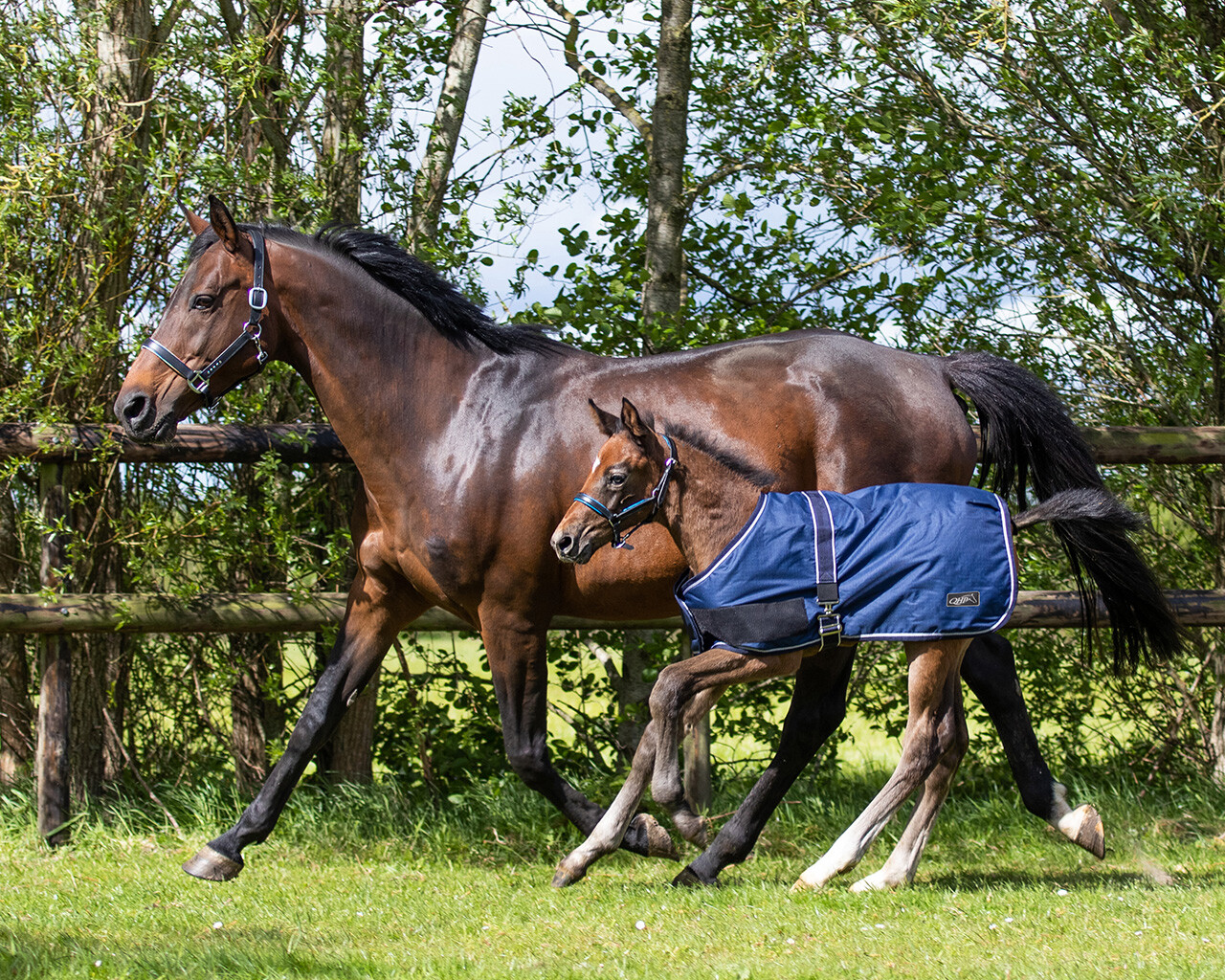 Foal rug turnout 100gr