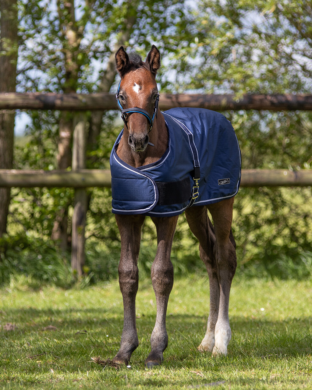 Foal rug turnout 100gr