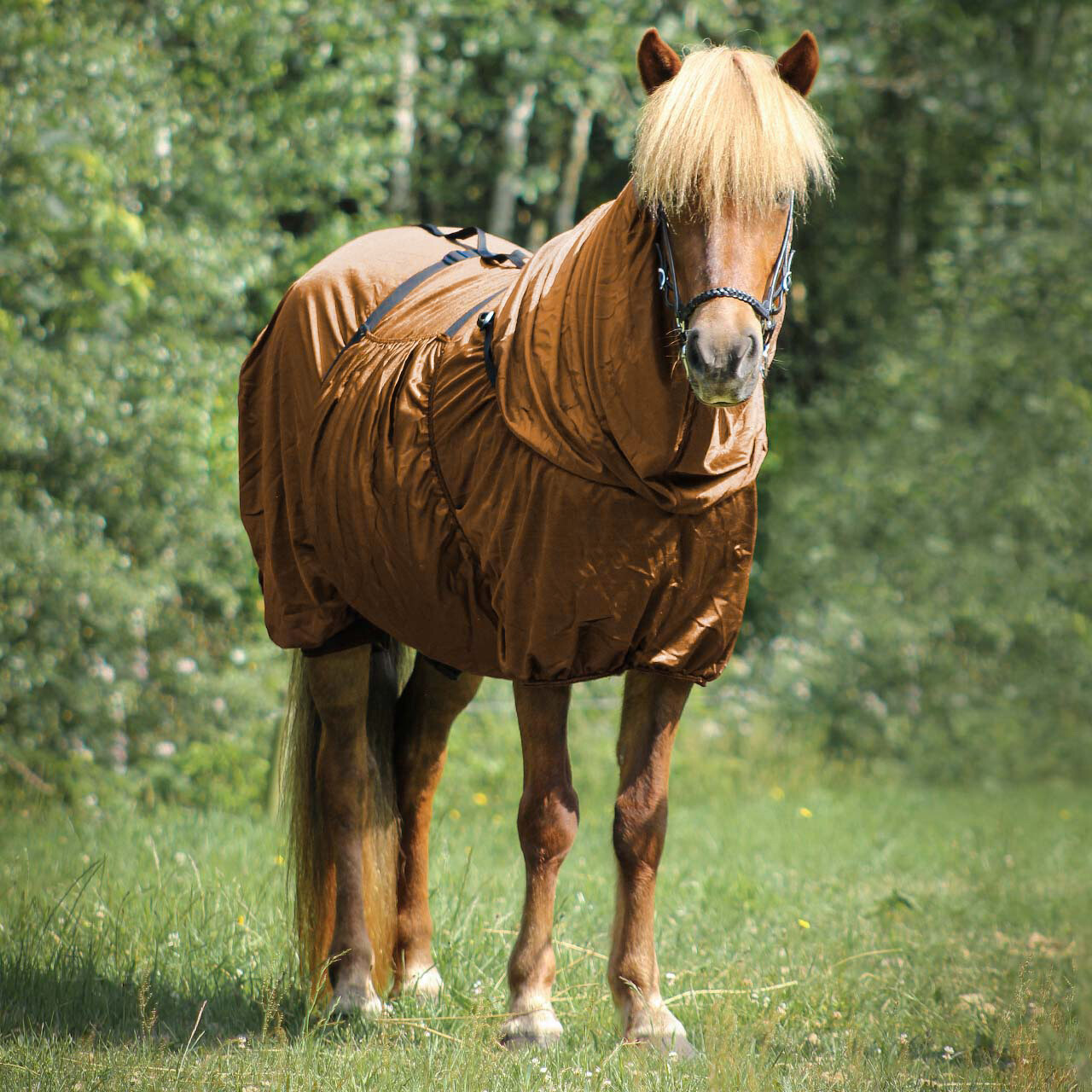 Eczema rug Icelandic