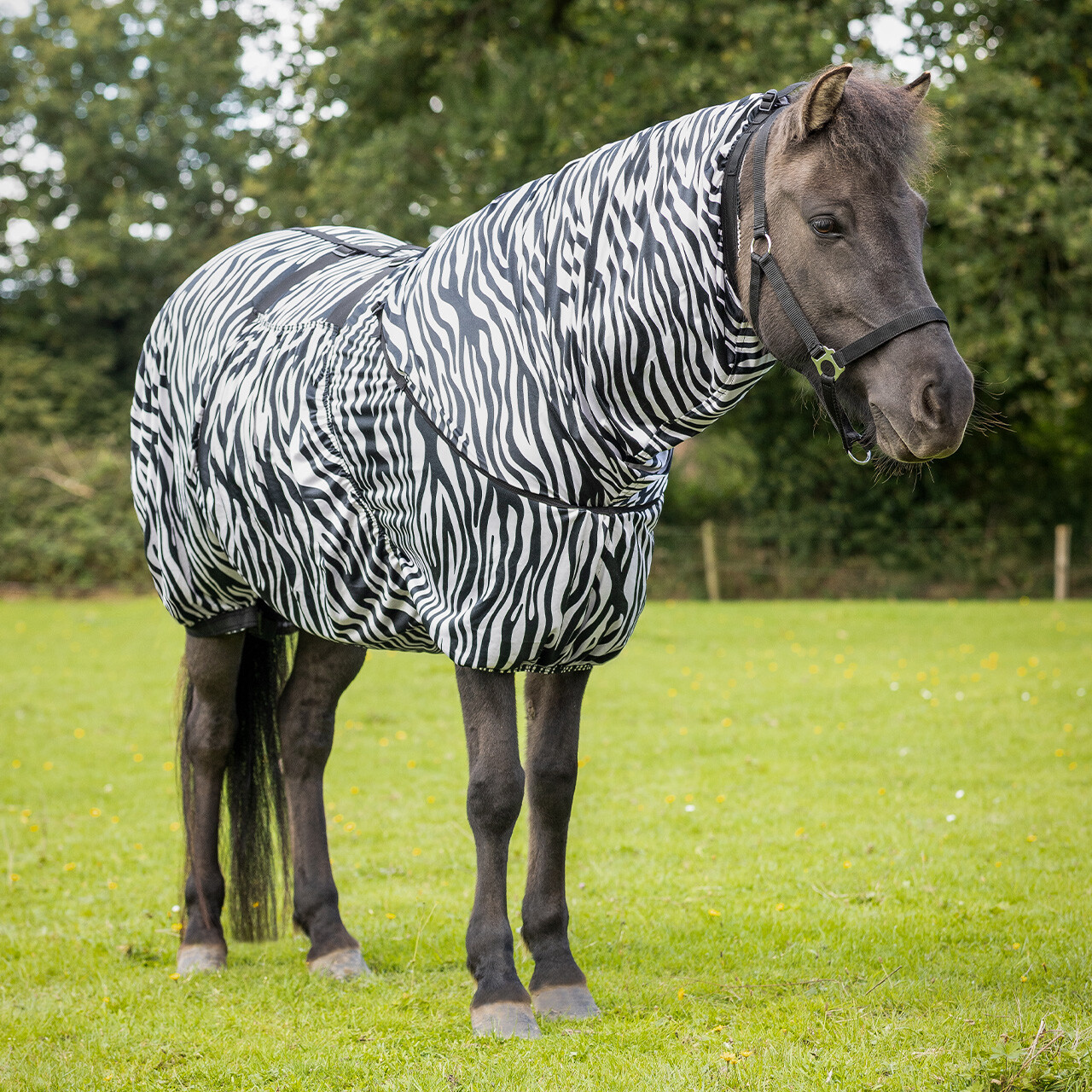 Eczema rug Icelandic