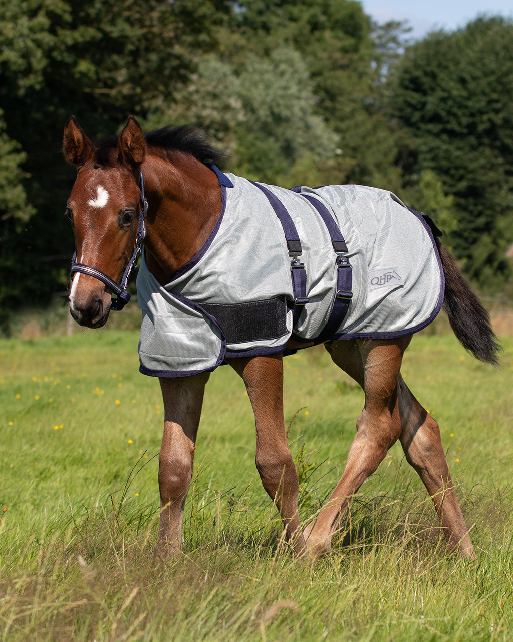 Foal fly sheet
