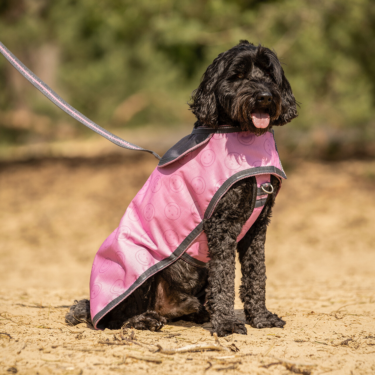 Dog rug turnout collection