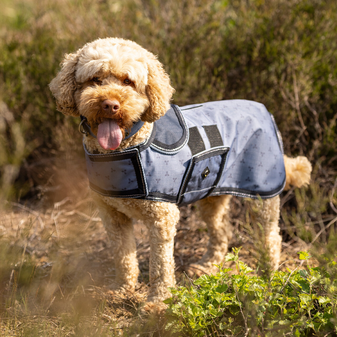 Dog rug turnout collection