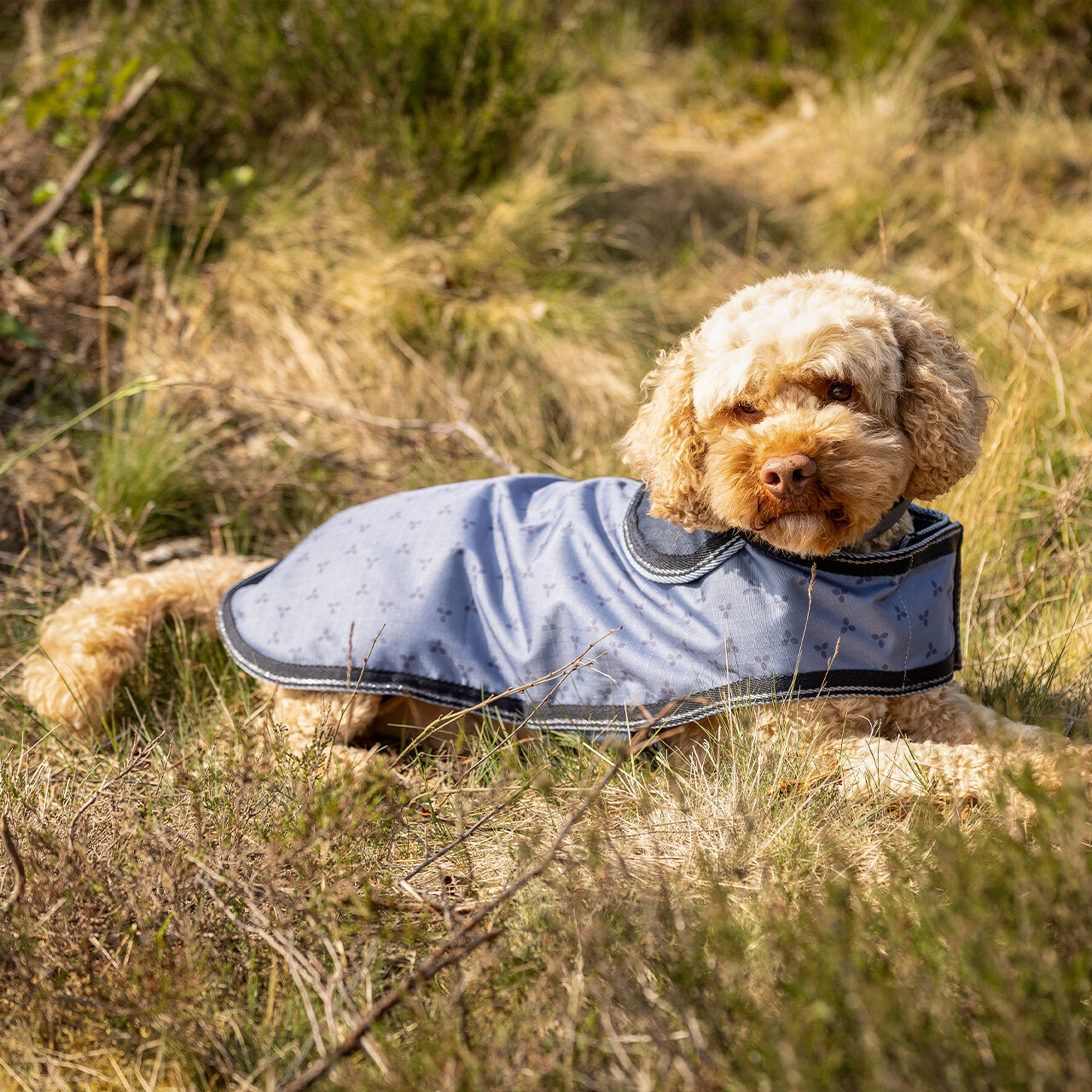 Dog rug turnout collection
