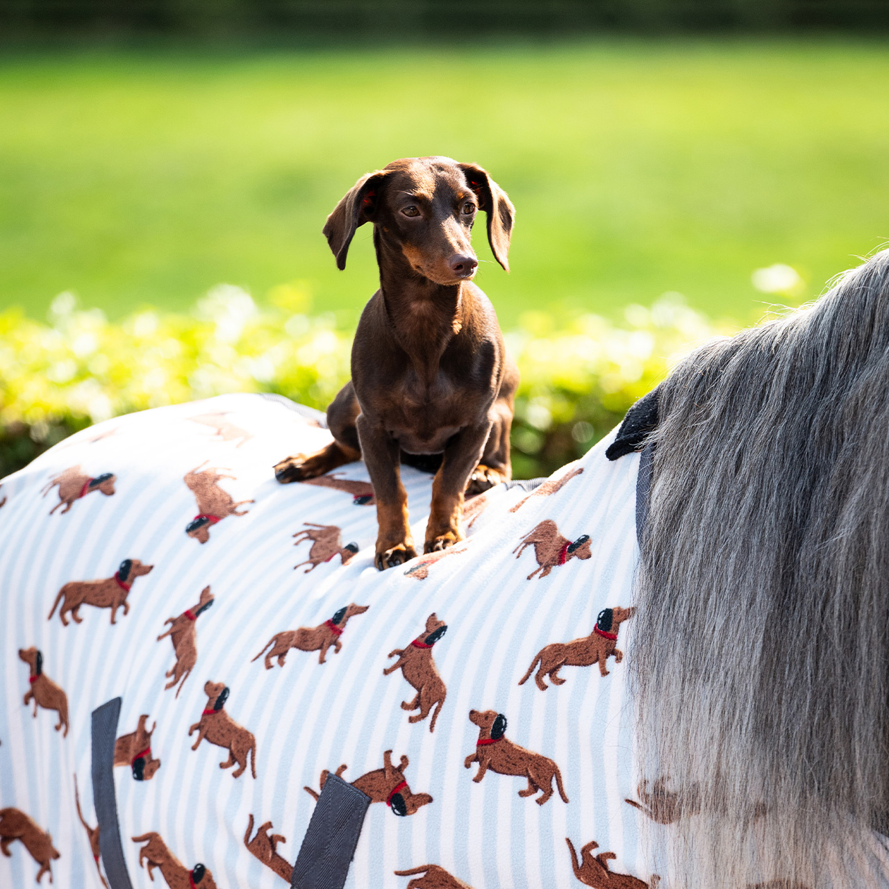 Fleece rug Stable buddy