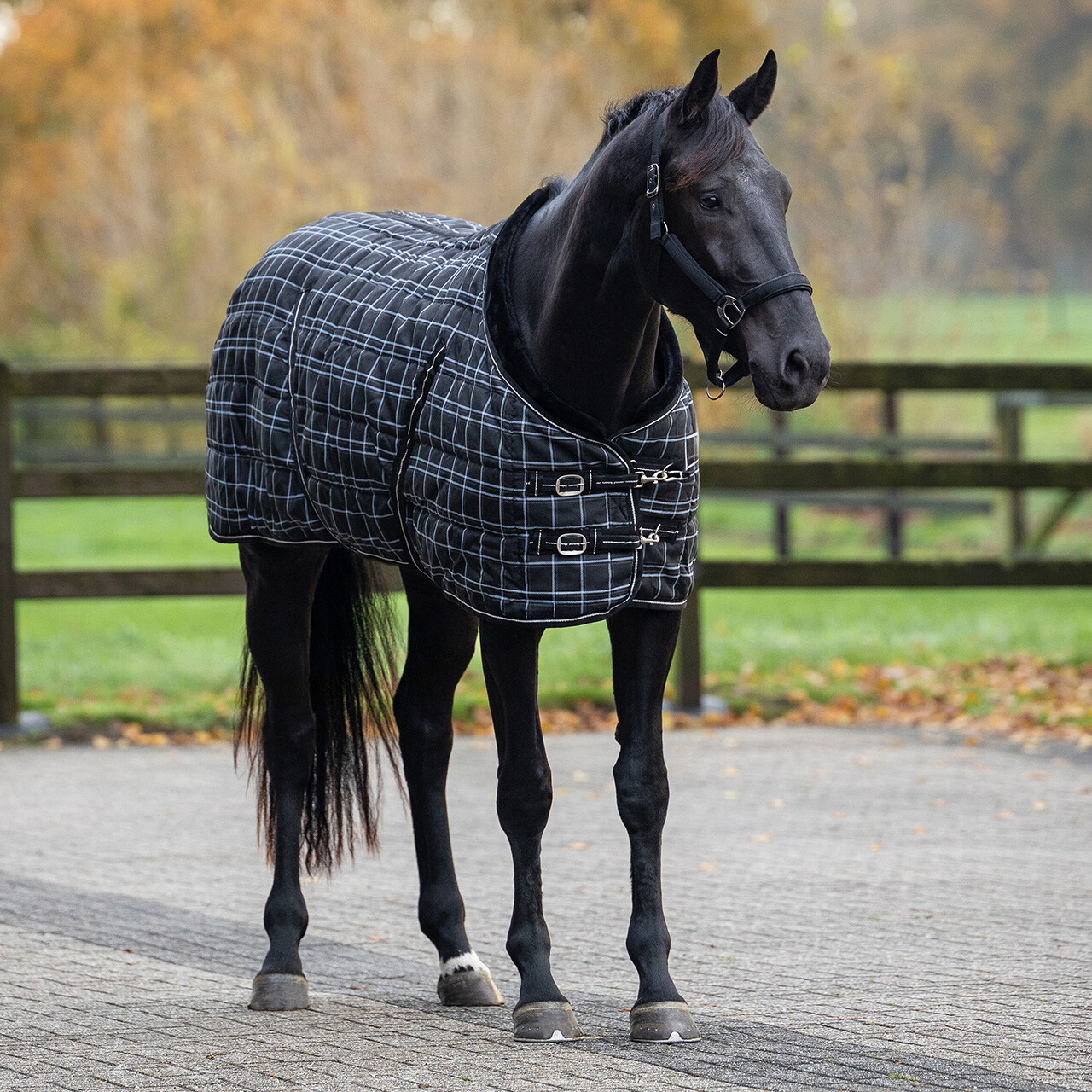 Stable rug luxury 250gr
