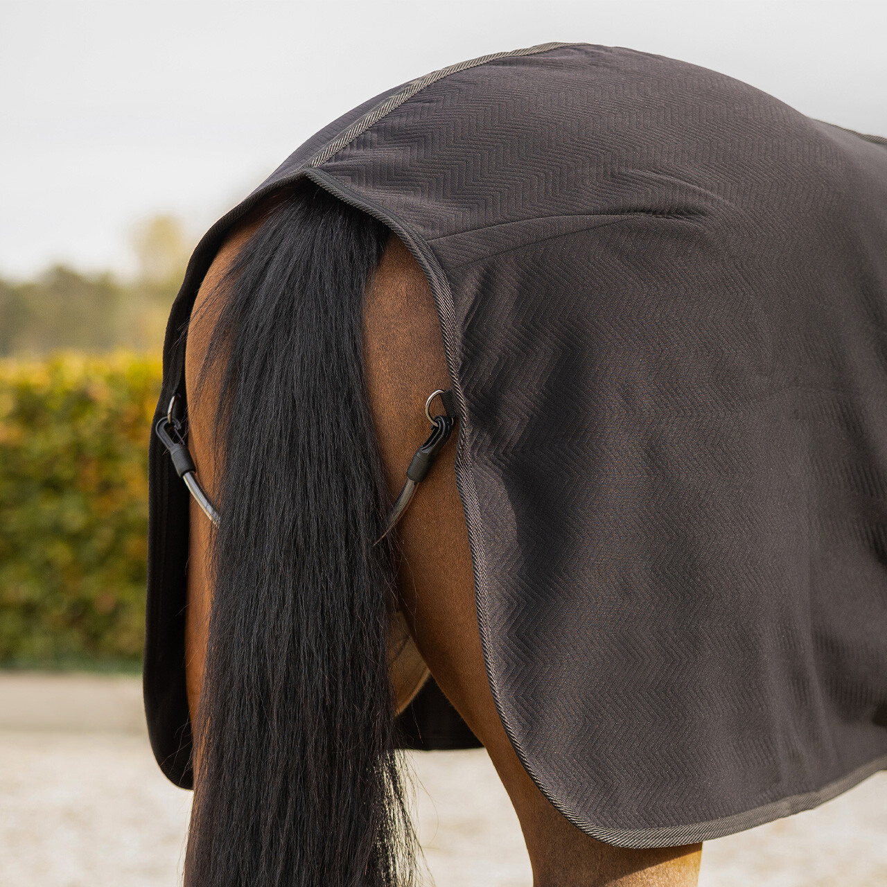 Show rug Avenna