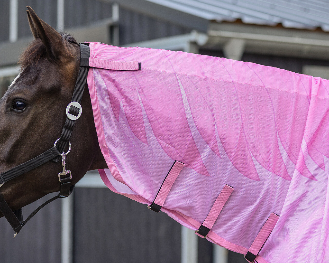 Fly rug with detachable neck NoRules