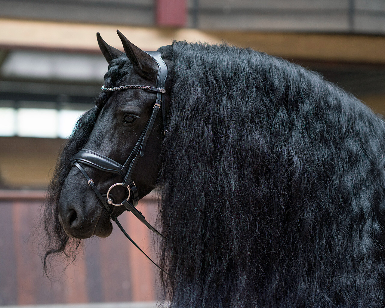 Bridle Selene incl. reins