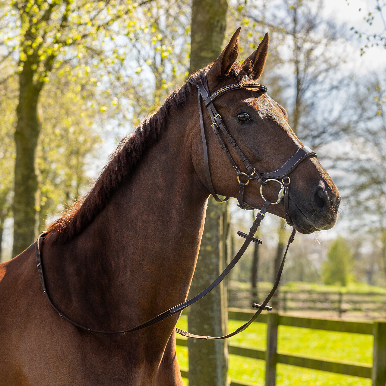 Bridle Devi incl. reins