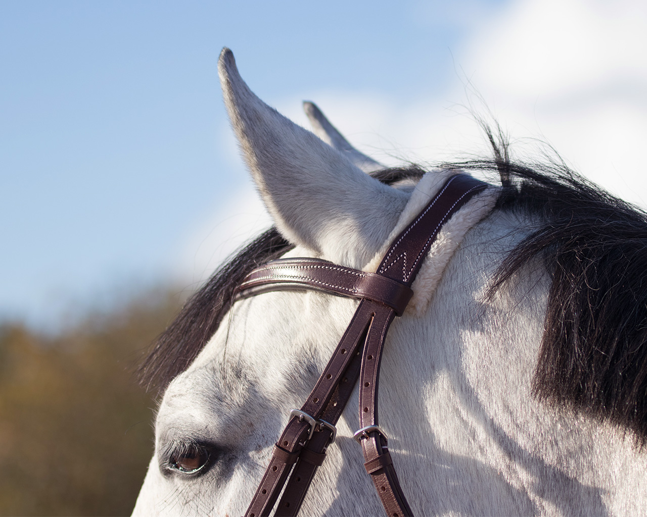 Bridle Ontario incl. reins