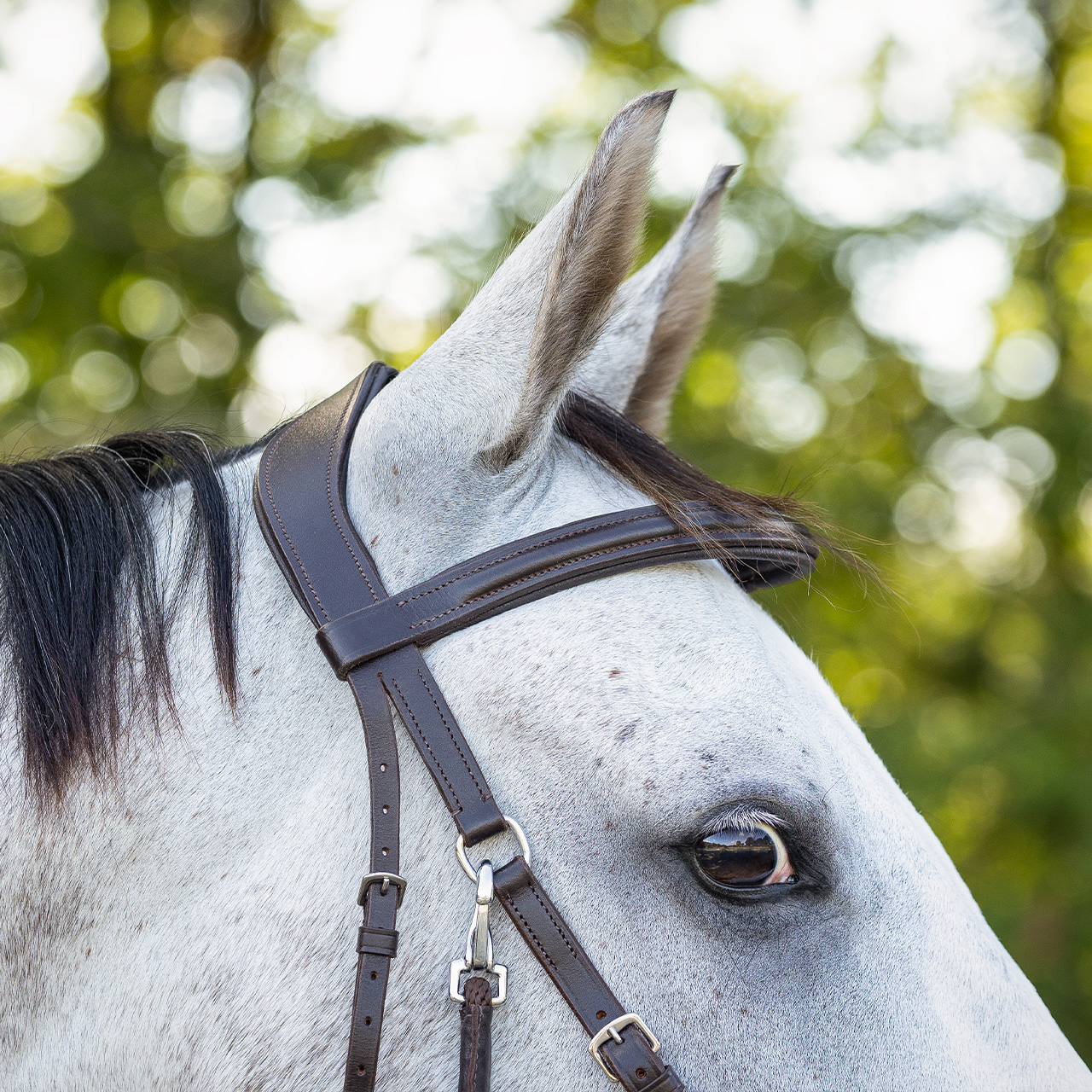 Bitless bridle Ceto incl. reins