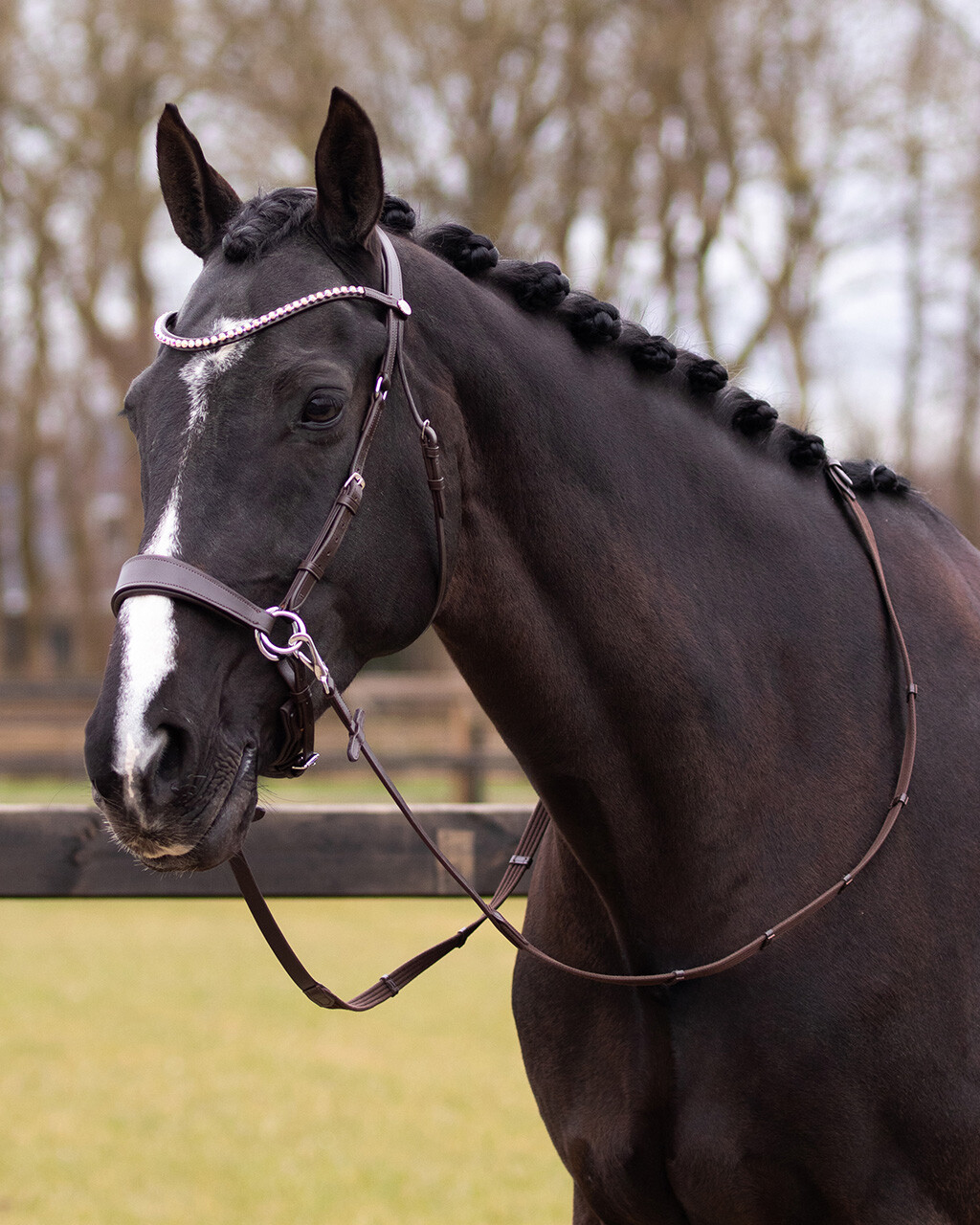 Bitless bridle Sunna