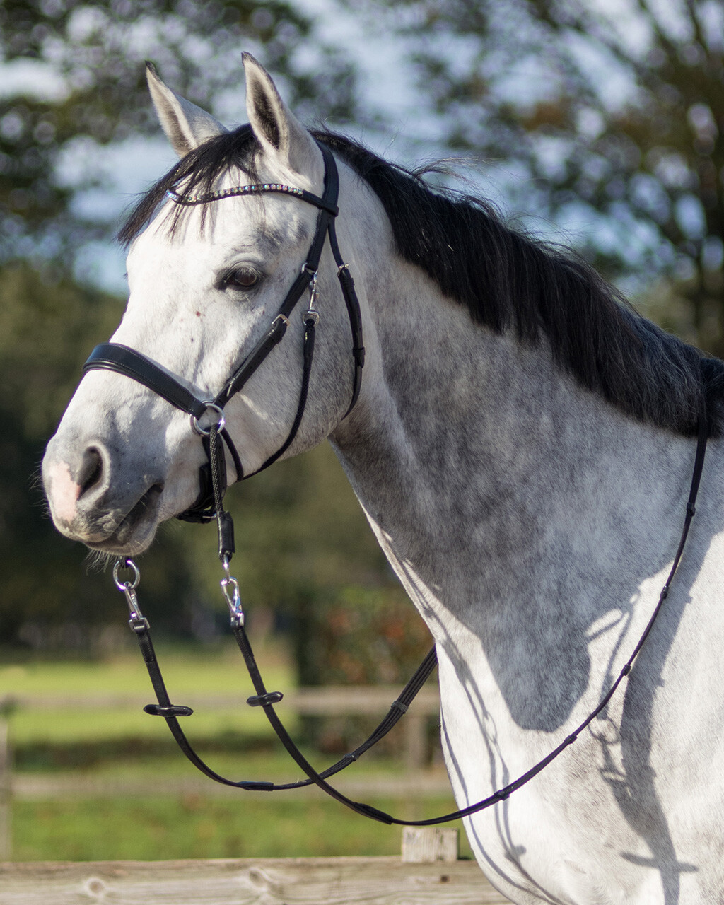 Bitless bridle Sunna