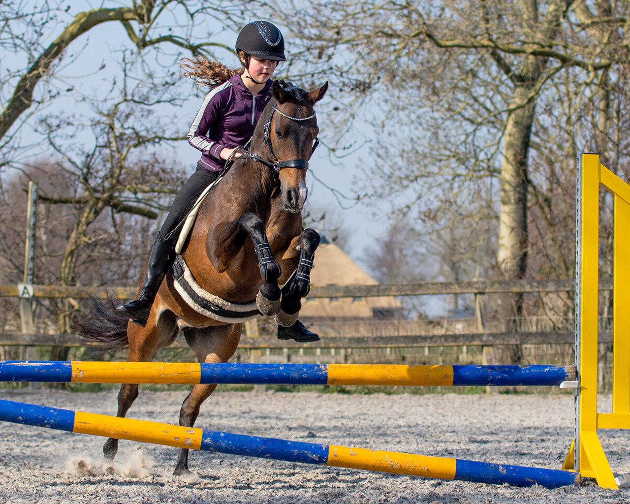 Bitless bridle Sunna