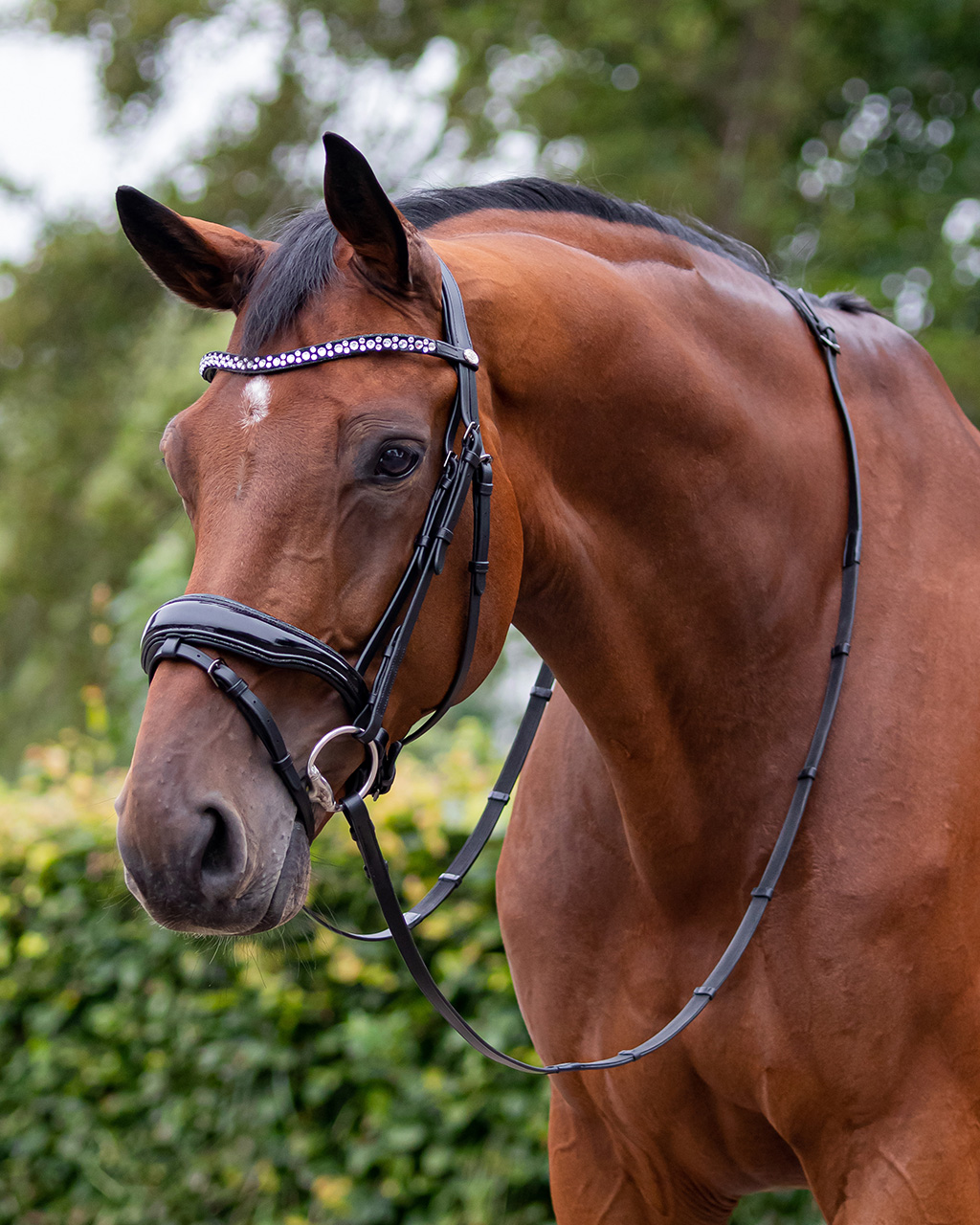 Bridle Orlando incl. reins
