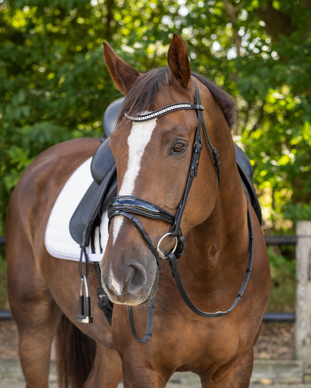 Bridle Orlando incl. reins