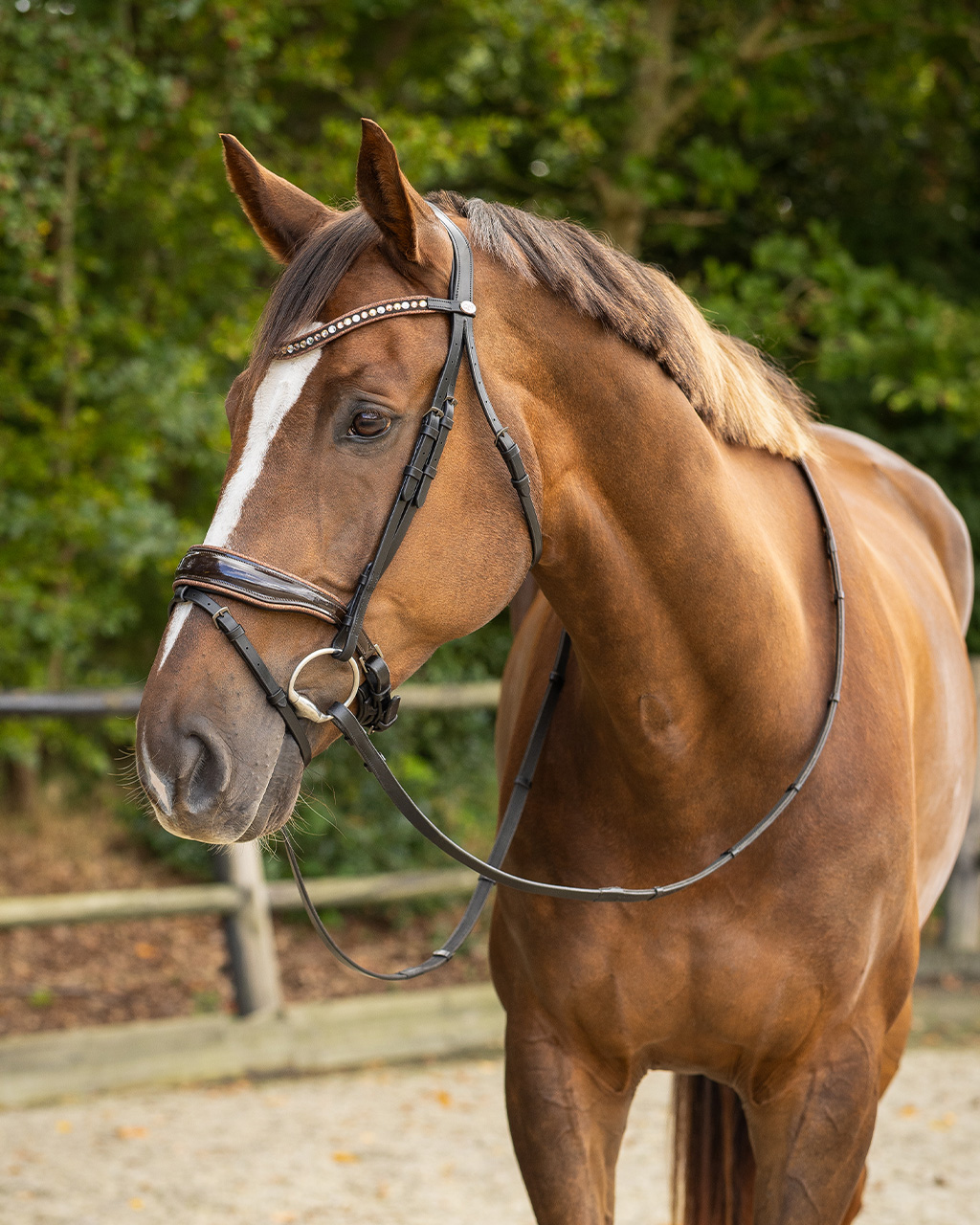 Bridle Orlando incl. reins