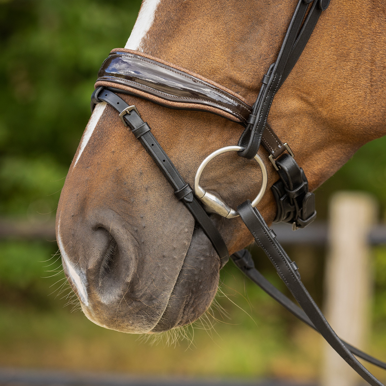 Bridle Orlando incl. reins