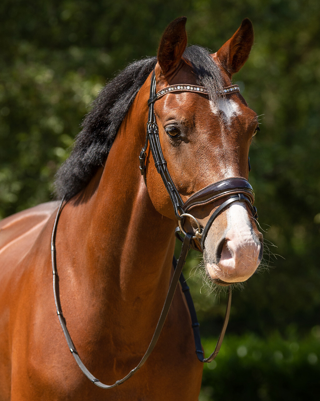 Bridle Orlando incl. reins