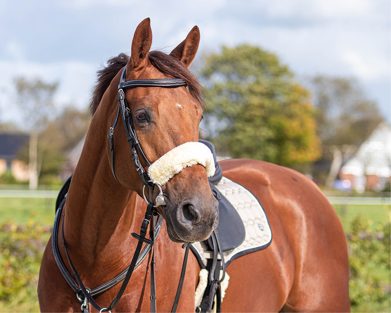 Bridle cover fur