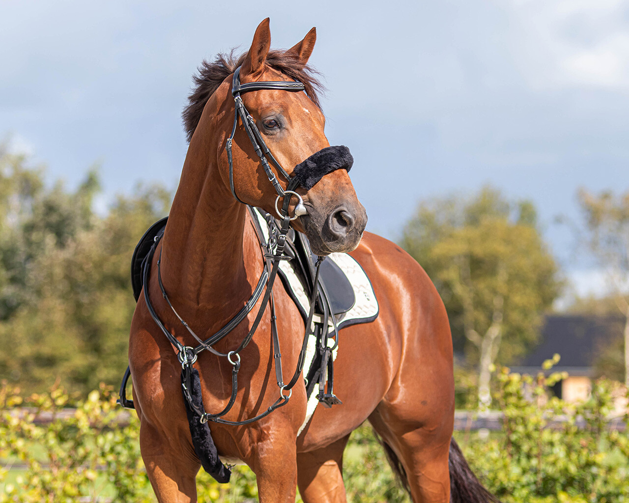 Bridle cover fur