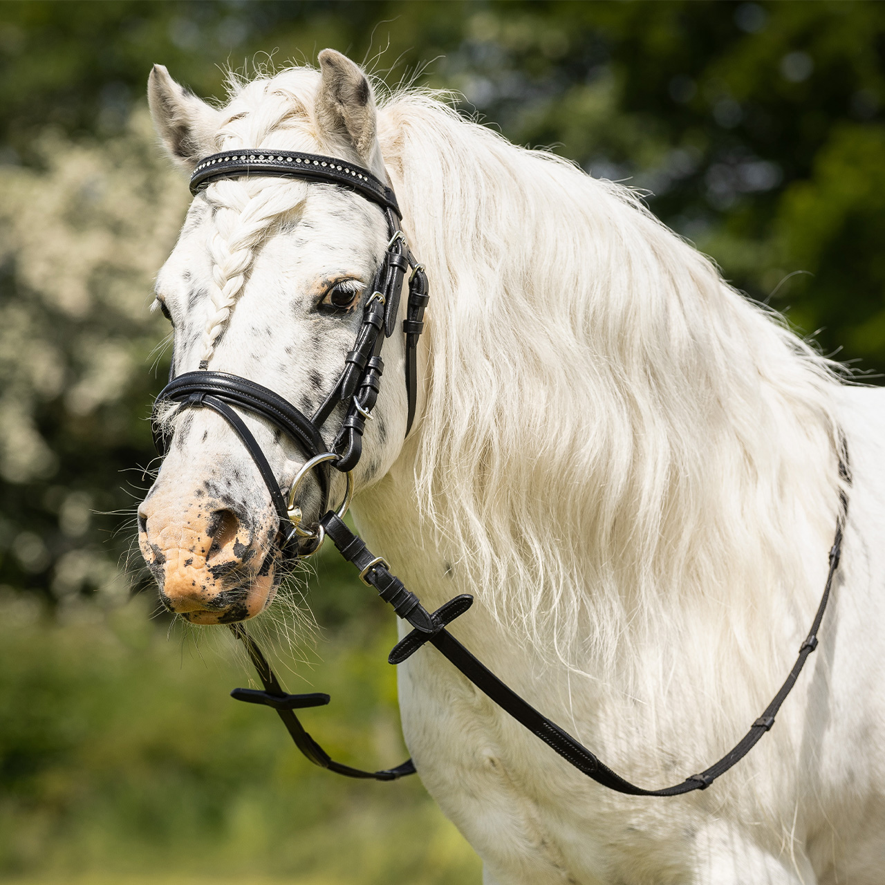 Bridle Beli incl. reins