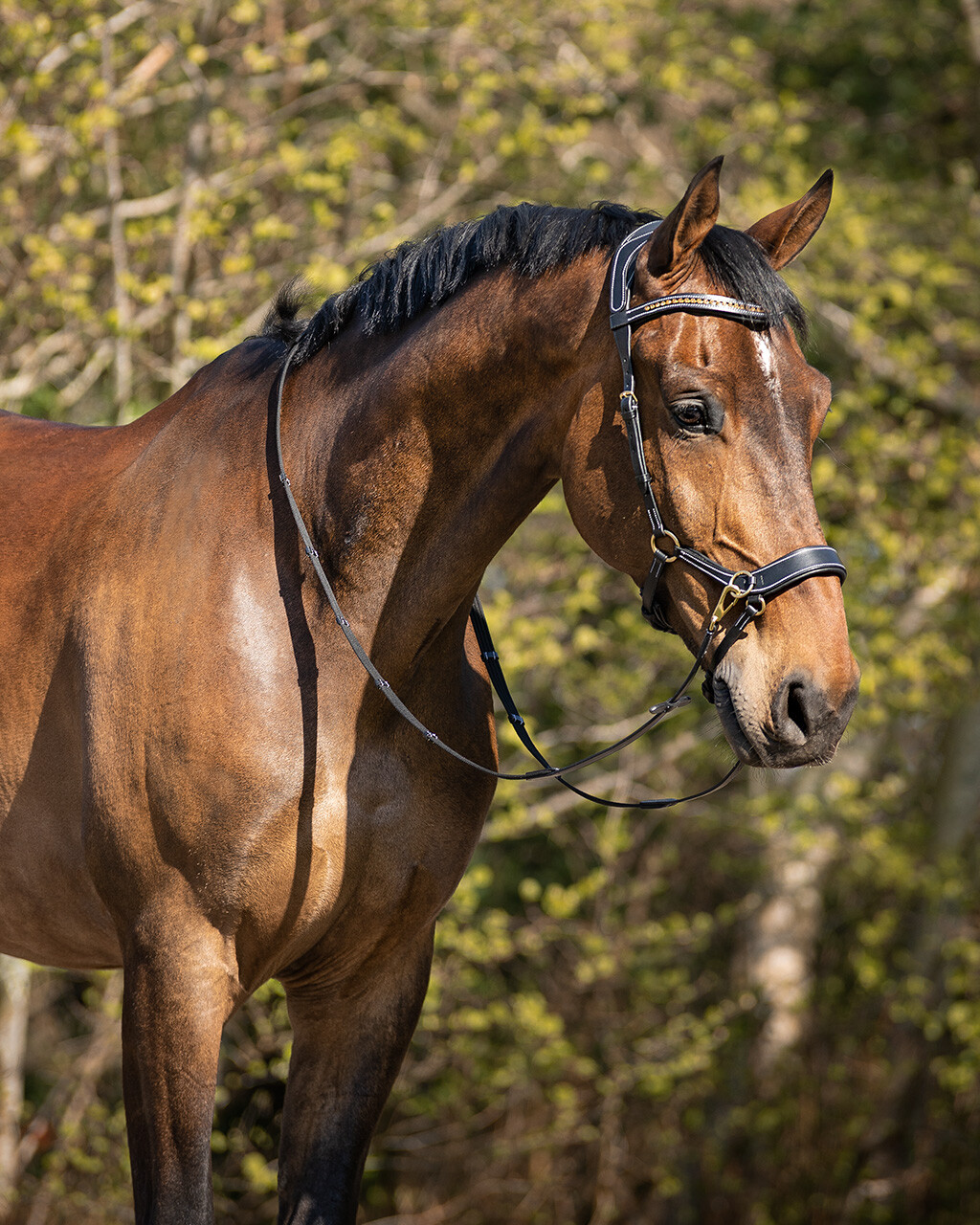 Bitless bridle Anatomical incl. reins