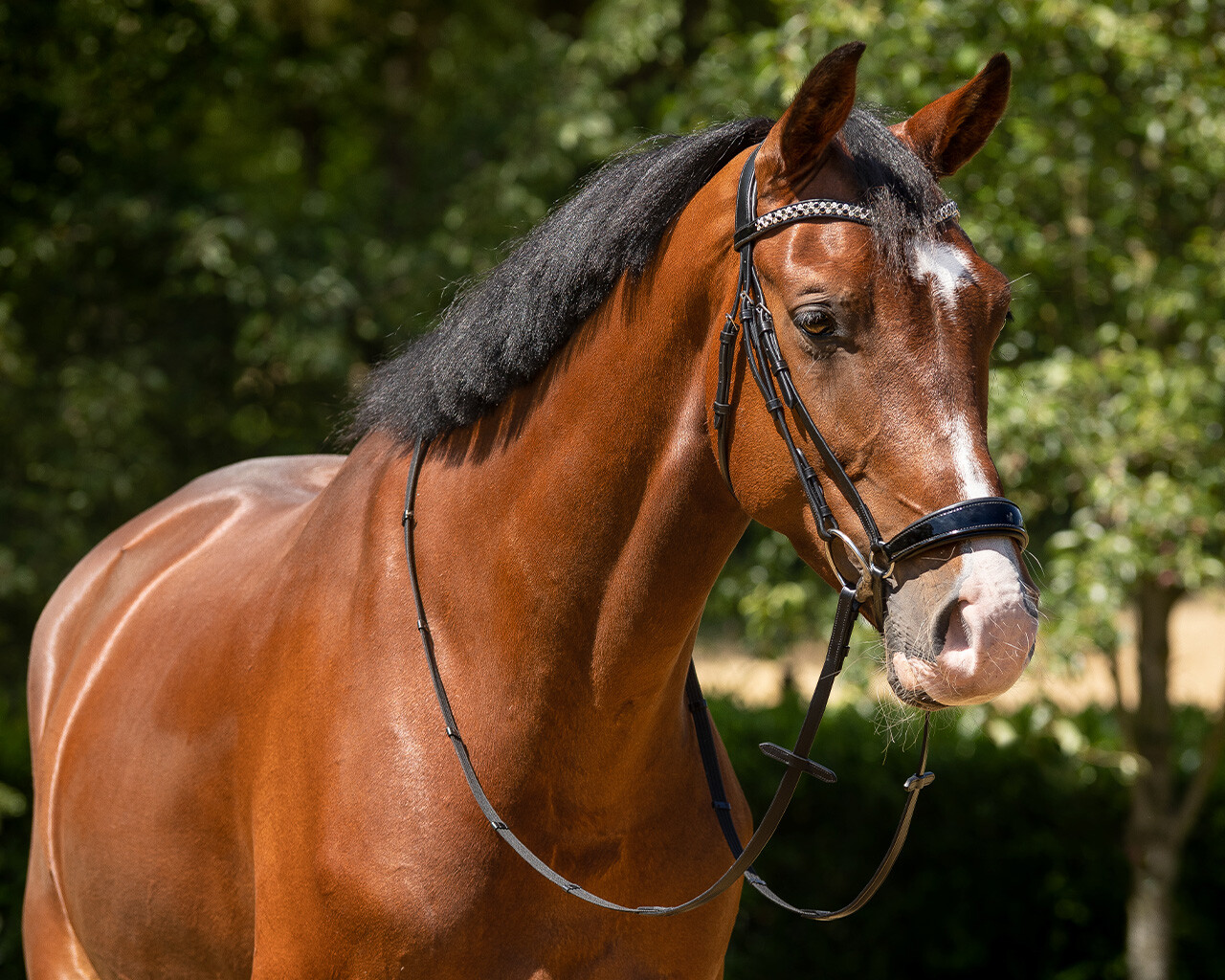 Bridle Phaedra incl. reins