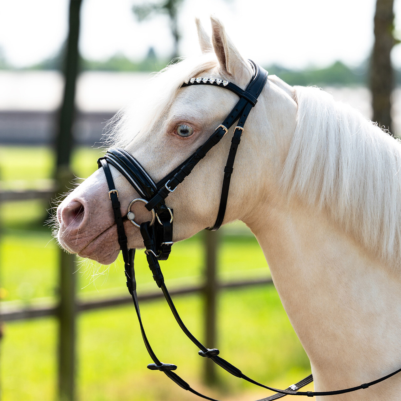 Bridle Bixie