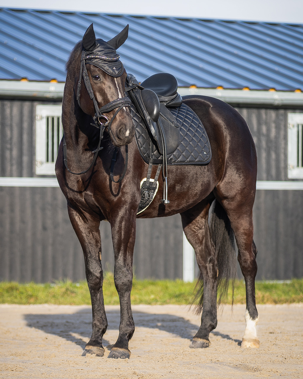Bridle Glitter