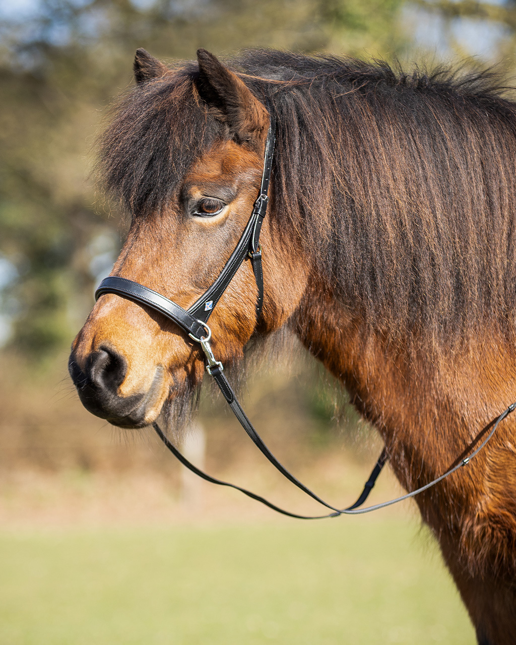 Bitless bridle Fjara Icelandic