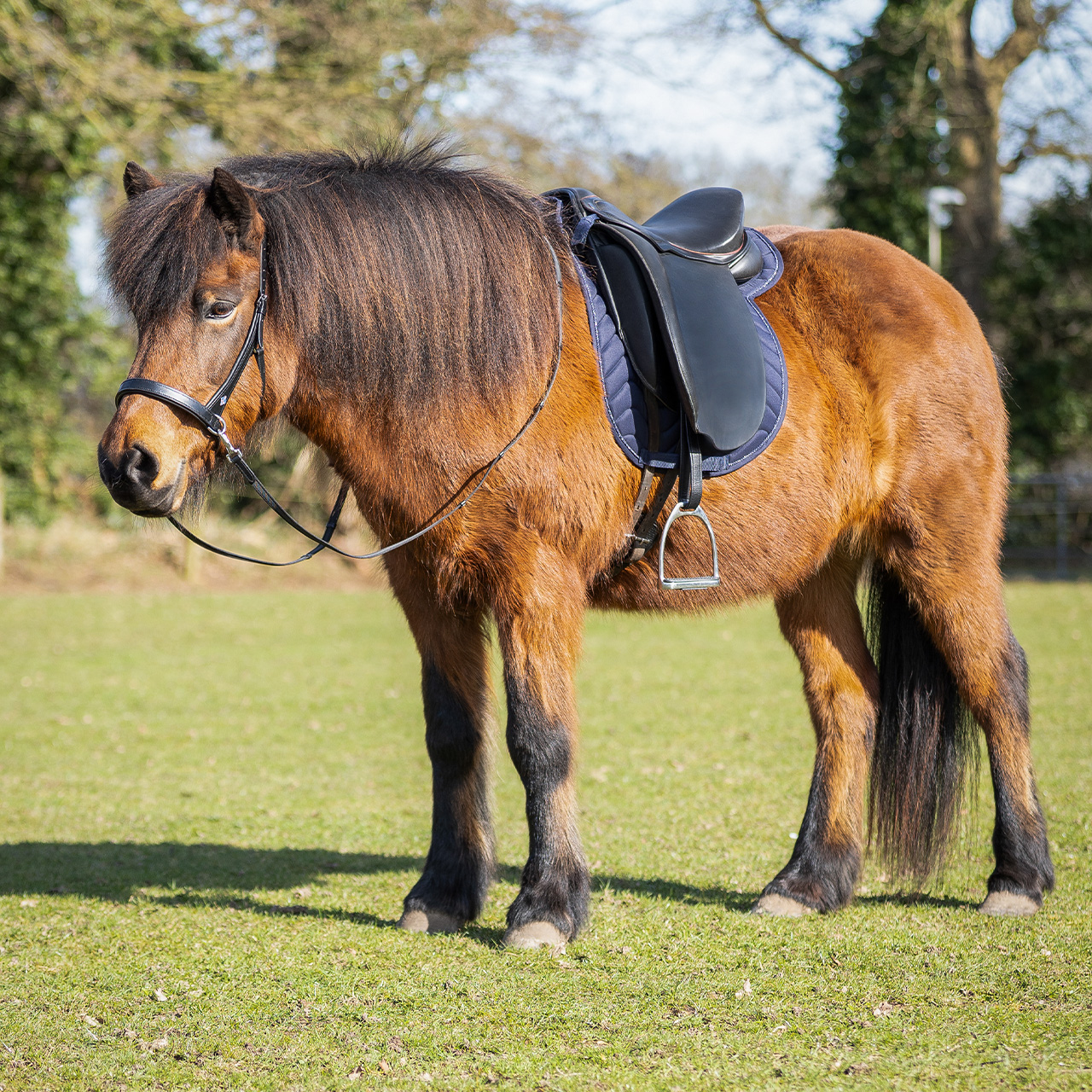 Bitless bridle Fjara Icelandic