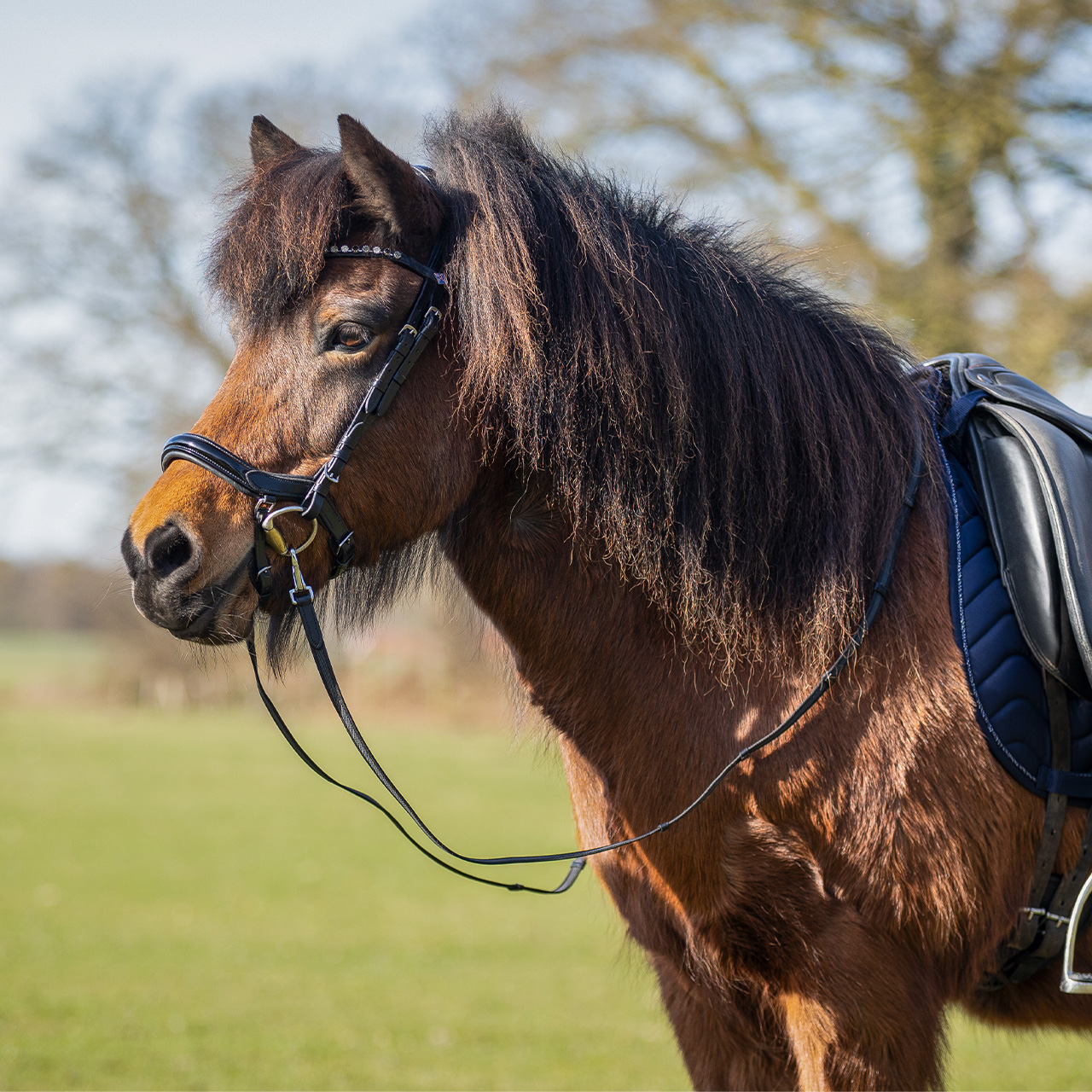 Bridle Fjara Icelandic