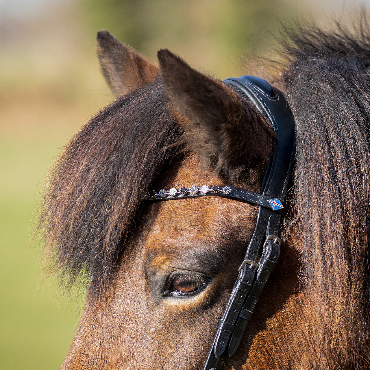 Bridle Fjara Icelandic