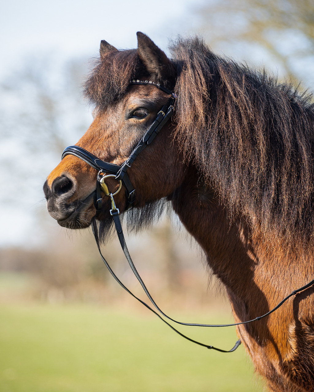 Bridle Fjara Icelandic