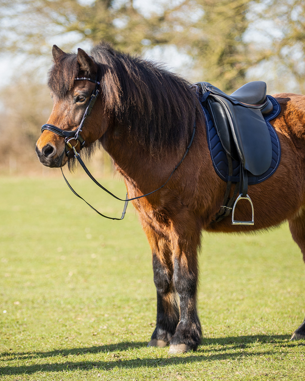 Bridle Fjara Icelandic