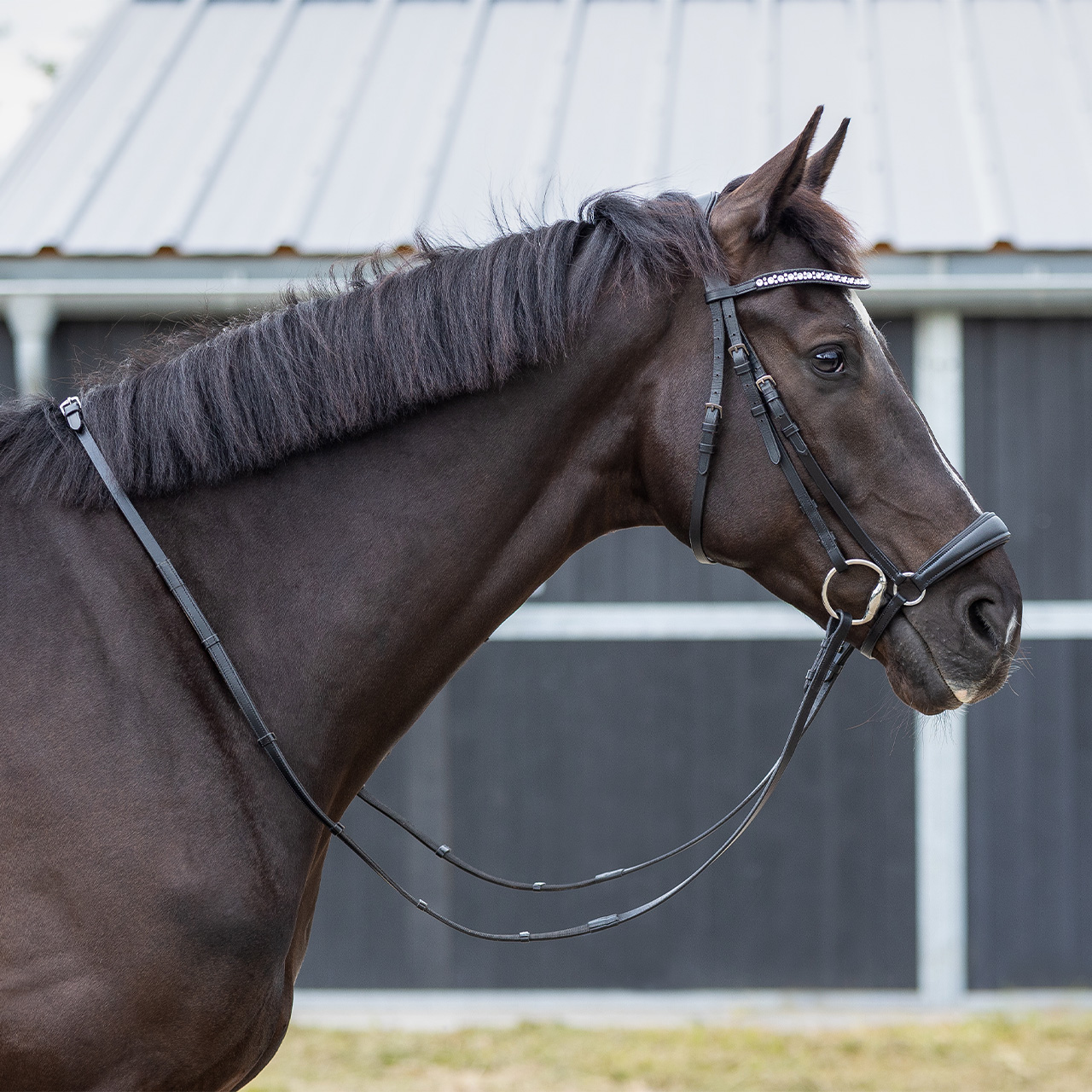 Low noseband