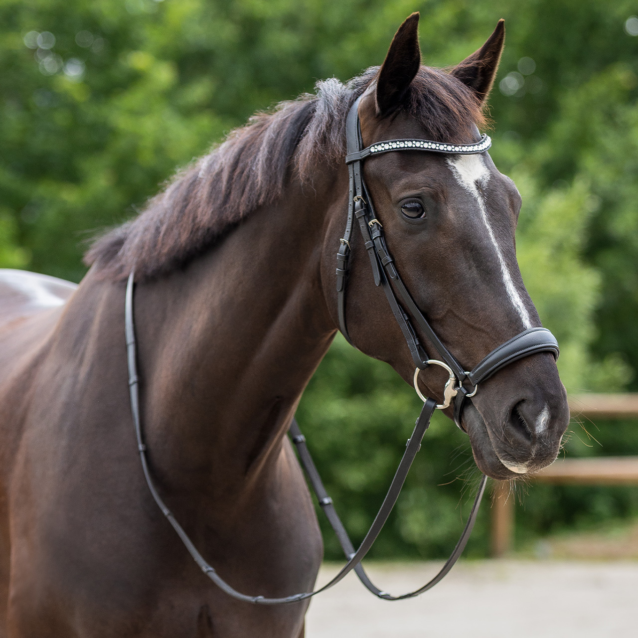 Low noseband