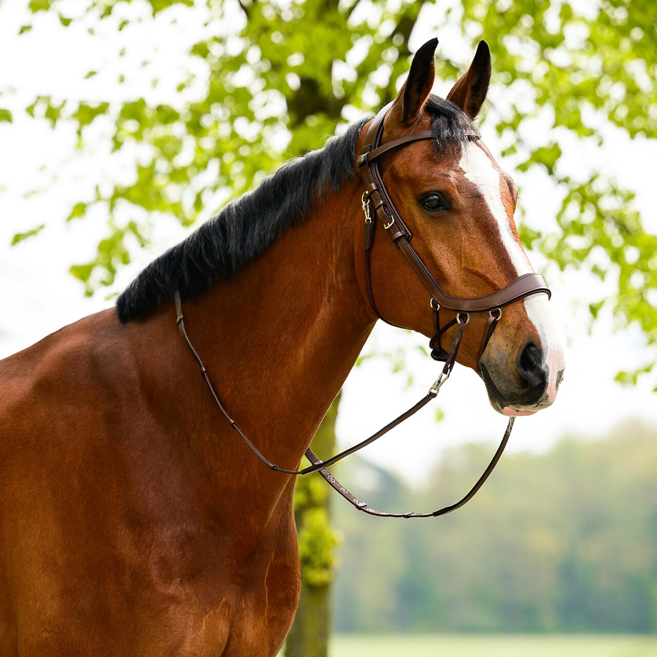 FayRein bitless with clip + stops(12.5cm)