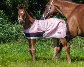 Foal rug turnout collection Primrose 65