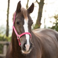 Head collar slide